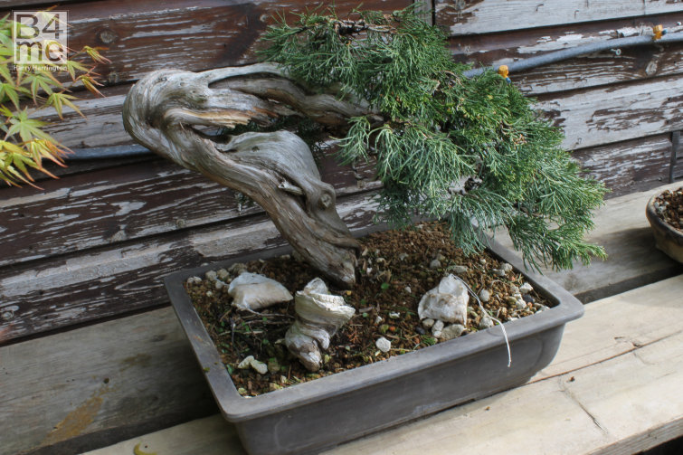 juniper fertilizer